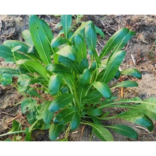 Greenea Mibuna vetőmag - Natur Reform