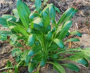 Greenea Mibuna Vetőmag