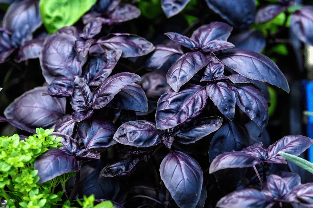Greenea Vörös Bazsalikom Vetőmag